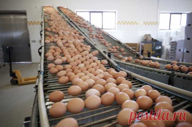 Изобильный дефицит. Нехватка куриных яиц ощущается, но их выпуск растет. Для снижения цен на куриные яйца необходимо совершенствовать взаимоотношения производителей и торговых сетей.