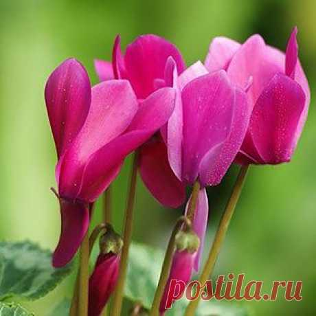Цикламен персидский – фото, как ухаживать за цикламеном персидским и как удобрять. | Любимые цветы