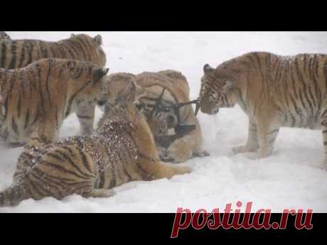 Толстые амурские тигры из китайского зоопарка сбили и съели беспилотник (ВИДЕО)