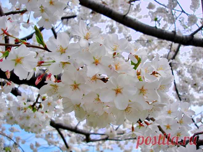 Время любования цветущей сакурой