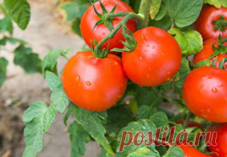 Как подкармливать томаты водкой — полезные рекомендации Русский фермер