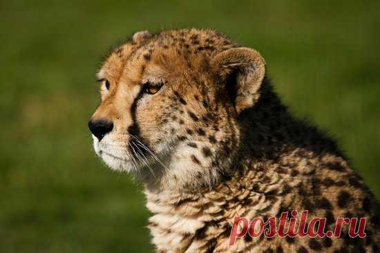 Posing Cheetah - Изображение The Big Cat Sanctuary, Smarden - Tripadvisor