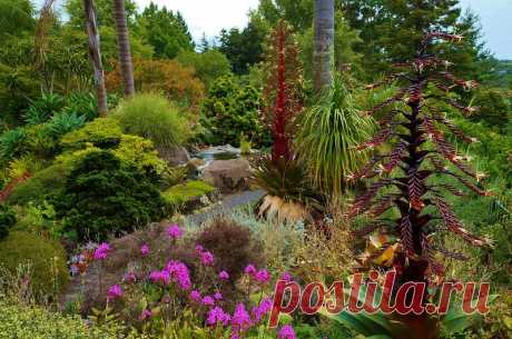 Сады Ayrlies, Новая Зеландия | РОЗЫ