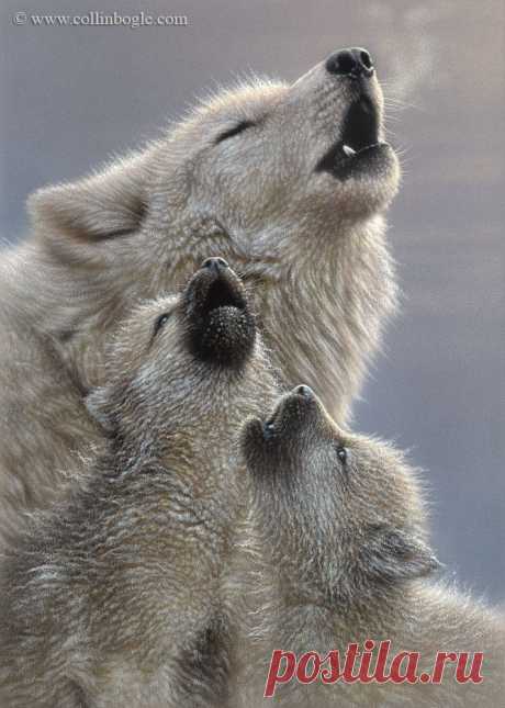 Singing Lessons - Wolf Pups Painting, Hand Signed Art Print by Collin Bogle – Collin Bogle Nature Art
