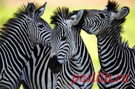 Почему зебра полосатая? Пять гипотез биологов, каждая из которых имеет право на жизнь / Оффтопик / iXBT Live