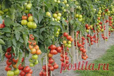 Простые хитрости для садоводов: как правильно подвязывать помидоры? | Новый очаг | Дзен