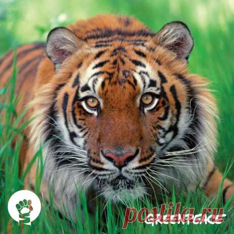 В дикой природе осталось всего 3 000 тигров. 29 июля отмечается Международный день тигра. Жмите НРАВИТСЯ, чтобы выразить свою любовь большим кошкам :)