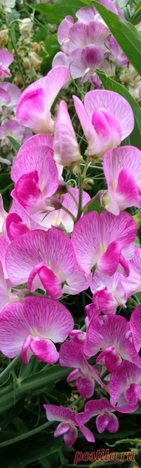 Pink Beach Peas, Butano State Park