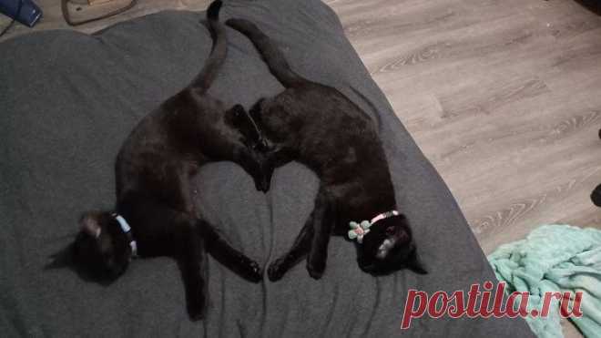 Милые и забавные фото черных кошек которые помогут забыть о суевериях
