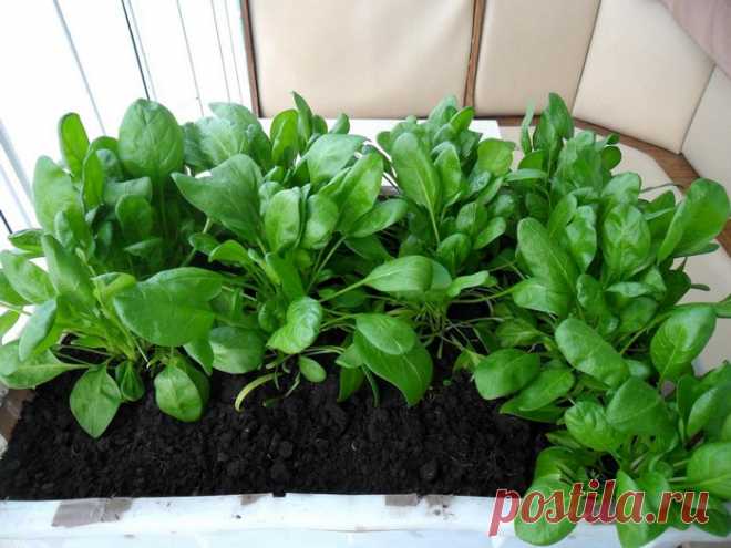 Рекомендации по выращиванию шпината у себя на подоконнике
