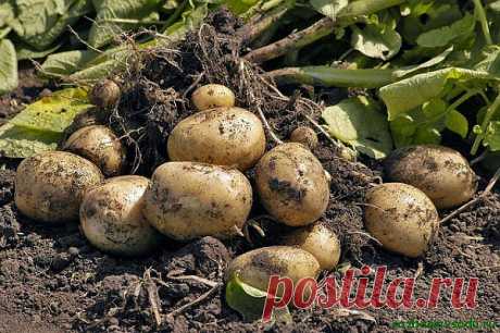 7 способов выращивания картофеля | Азбука садовода
