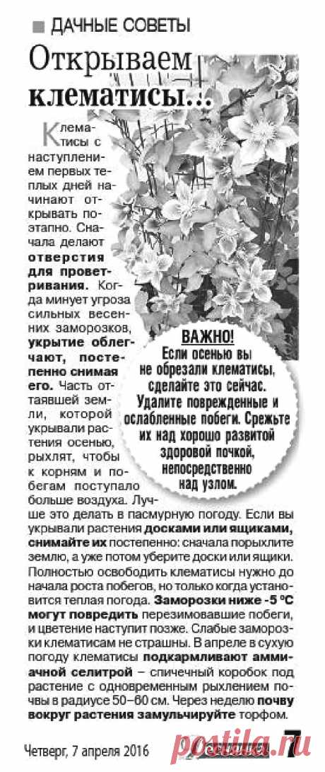 Открываем клематисы