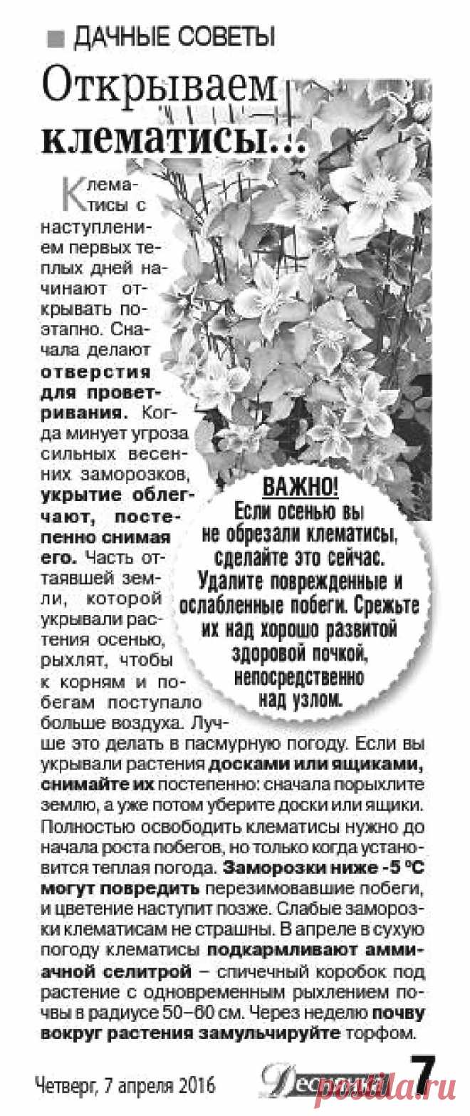 Открываем клематисы