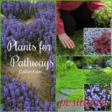Plants for Pathways Collection    Low, fast growing groundcovers for pathways and edging    
 Plants for pathways include Ajuga, Blue-Star Creeper & Mazus.  Ideal for  moist, semi-shaded setting.  (Note: Ajuga & blue Star Creeper can take more sun. Mazus like it moist!) Ground hugging groundcovers will fill in fast. Assorted color, texture and bloom time.  
  How to Use  
 Along a garden path, stone walkway, edging, front of the border, between garden path pavers or along ...