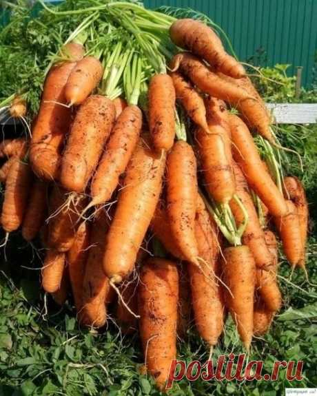 Чудо-рaствор для моркови.