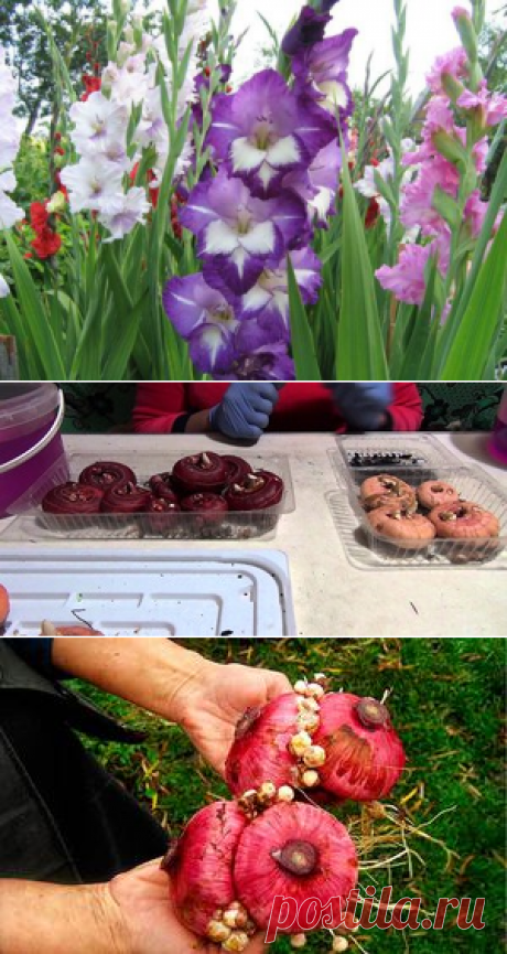 Как выращивать гладиолусы: подготовка к посадке, когда сажать весной и особенности выращивания