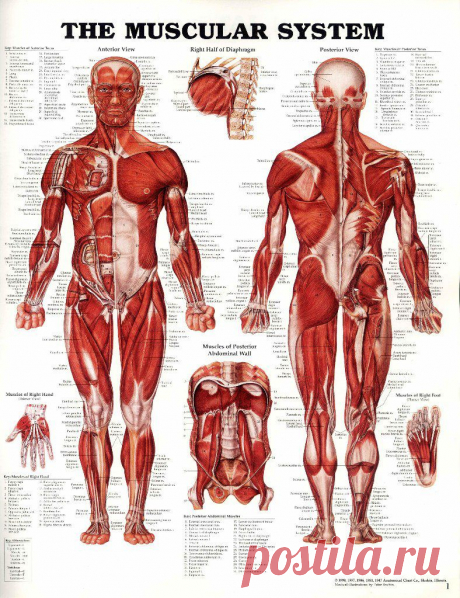 Анатомия для массажистов