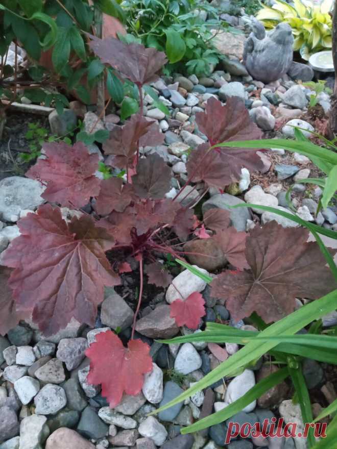 Почему завяла geuchera. Ошибки при делении | Цветочная няша | Дзен