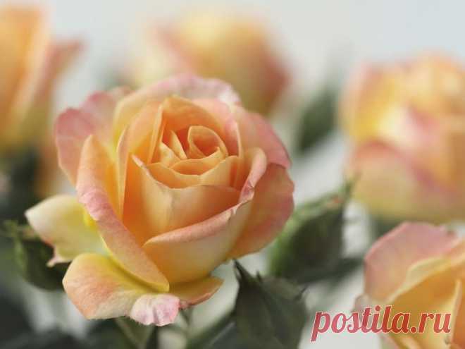 Ирилинн — «Роза цвета утренней зари...» на Яндекс.Фотках