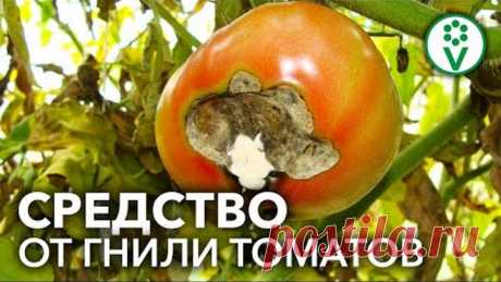ВЕРШИННАЯ ГНИЛЬ БОЛЬШЕ НЕ ПОЯВИТСЯ! Лучший способ вылечить томаты!