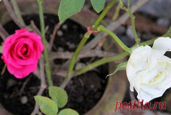 Прививаем розы: подробная пошаговая инструкция