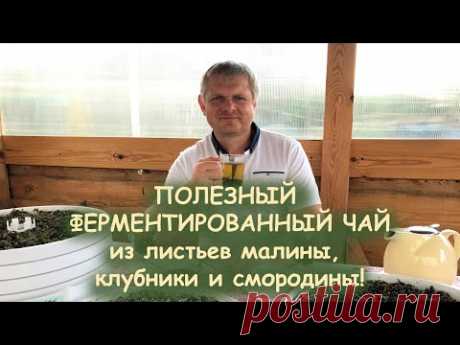 СЕКРЕТЫ ФЕРМЕНТИРОВАННОГО ЧАЯ ОТ А ДО Я!!! - Андрей Гренок