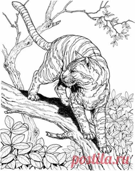 Tiger in a Jungle coloring page from Tigers category. Select from 36013 printable crafts of cartoons, nature, animals, Bible and many more.