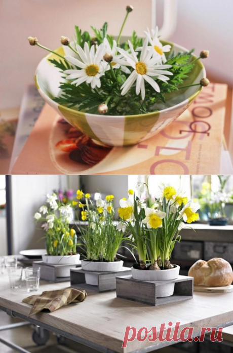 Цветы для кухни: какие подходят, названия и характеристика, правила размещения, фото комнатных растений
