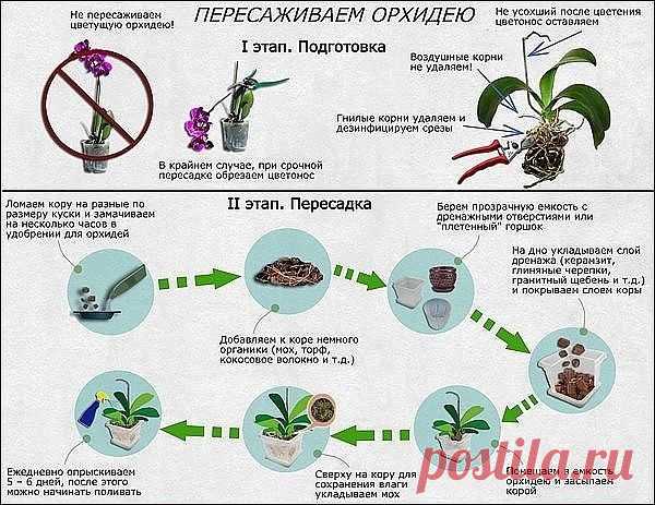 Как пересадить орхидею. Как пересадить орхидею.

Как определить, что орхидею пора пересаживать, и как это лучше сделать?
Субстрат истощается в среднем за два года, теряя полезные свойства. жизненно необходимые для орхидей: воздухопроницаемость, оптимальную для роста кислотность. сбалансированное соотношение солей и т.д. Поэтому пересаживать орхидеи необходимо каждые 2-3 года.
