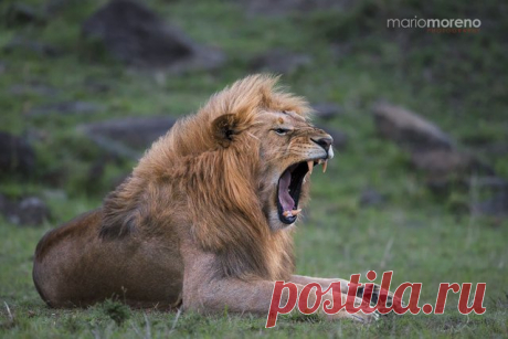 The-angry-face-of-a-lions-yawn-captured-in-the-Mara-North-Conservancy-in-Kenya-during-this-years-September-Masai-Mara-photo-safari-by-Mario-Moreno-South-Cape-Images..jpg (640×427)
