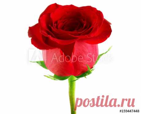 red rose on a white background: comprar esta foto de stock y explorar imágenes similares en Adobe Stock