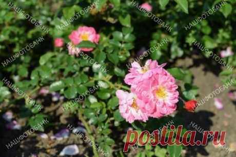 Розовые розы в саду Цветы розовых роз на фоне зелёных листьев в саду в летний солнечный день. Природный, растительный, цветочный фон. Садоводство, цветы в природе.