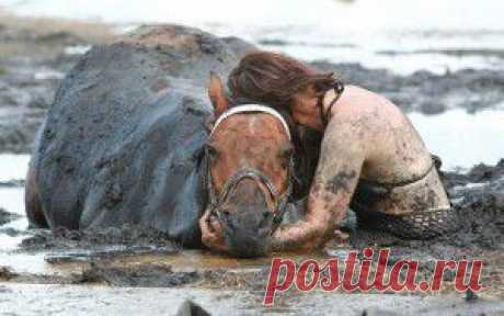 ...конь тонул в трясине....как его хозяйка спасала своего любимца....
