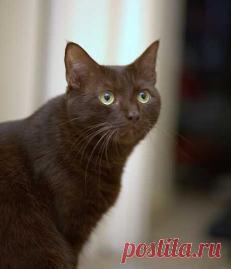 Гавана браун. Всё о породе.
Вопреки своему названию, Гавана Браун родом не с Кубы. Вместо этого они представляют собой особую смесь сиамской колор-пойнтовой кошки, черной домашней короткошерстной кошки и русской голубой.
Изображение via Wikimedia Commons.