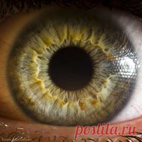 Загляни в глаза. 
Макросъемка человеческих глаз Сурена Манвеляна (Suren Manvelyan).