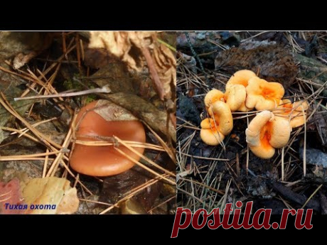 Топ 5 съедобных и малознакомых грибов в сосновых борах +3 вида ядовитых
