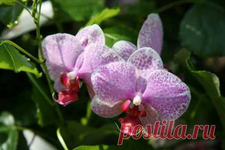 Orchideenpflege: Die wichtigsten Regeln - Mein schöner Garten