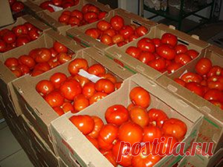 Сбор и хранение помидор, дозревание зелёных помидор