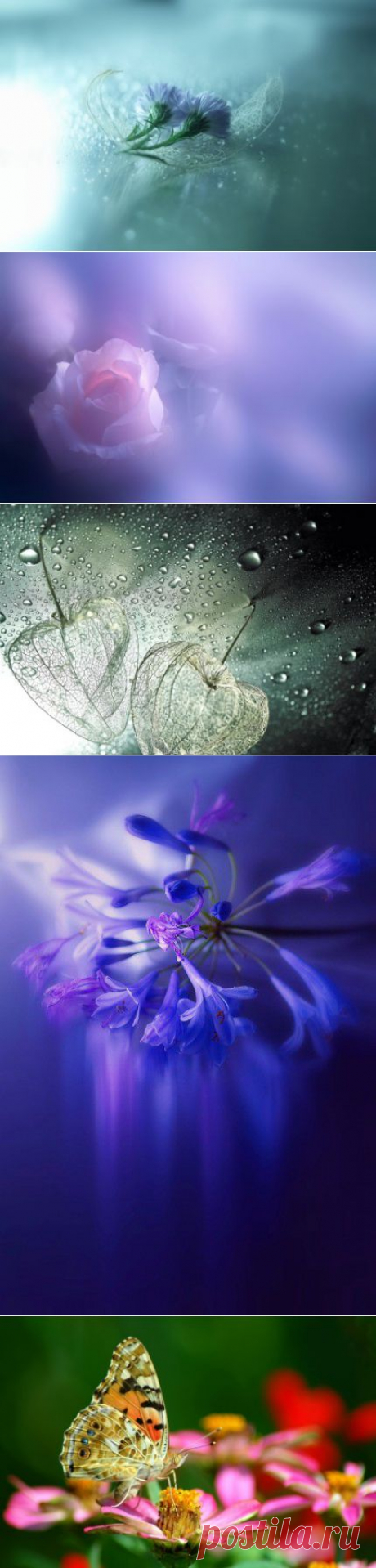 Трогательная хрупкость цветов в фотографиях Lafugue Logos | 5минутка