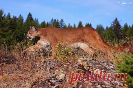 mountain lion on the prowl by Yair-Leibovich on DeviantArt