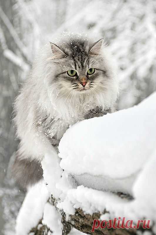 Outdoor cats could all use a little help surviving the winter, especially if you live in a colder environment where it snows. Helping these kitties won’t take much time, and the kitties will be grateful for your efforts.