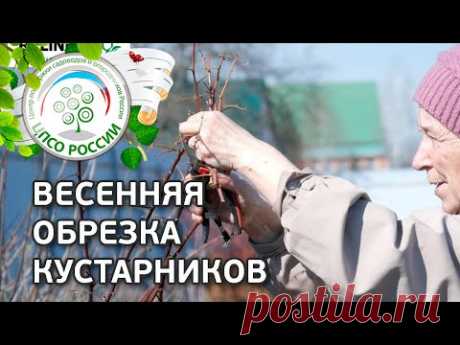 Весенняя обрезка Малины, Смородины, Крыжовника, Ежевики, Жимолости. Обрезка кустарников весной.