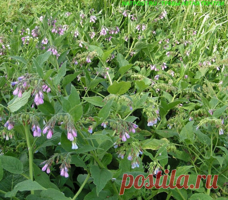 Лекарственное растение Окопник (Symphytum officinale). Многолетнее грубо-опушенное растение высотой от 30 до 100 см,с сильно пахнущим стержневым корнем. Стебель внизу сильно разветвлен. Прикорневые листья собраны большими пучками. Стеблевые листья ланцетные, длиной до 25 см, редко-опушенные, верхние низбегающие, доходящие до следующего листа на стебле.
