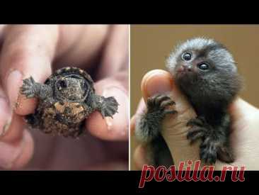 ▽ Самые маленькие животные в мире