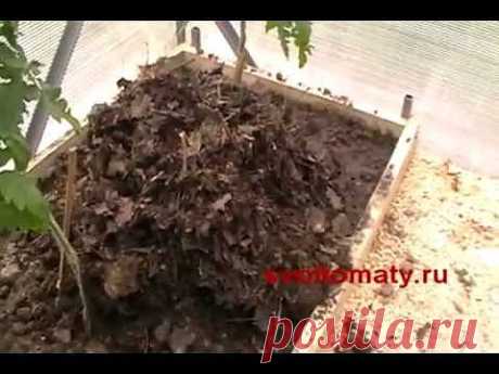▶ Томаты (помидоры) Мульчировние почвы 2012 - YouTube