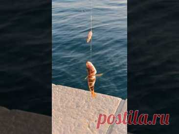 и рыбалка, и концерт #хорватия #море #croatia