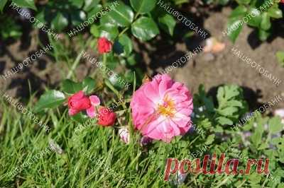 Цветок и бутоны розы в саду Розовый цветок и бутоны розы на фоне зелёной травы и листьев в саду солнечным летним днем. Садоводство, цветы в природе.