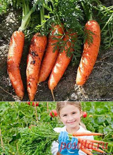 Морковкины секреты - Огород - Морковь можно вырастить у себя в огороде на месяц раньше, чем она обычно созревает. 
Садовник