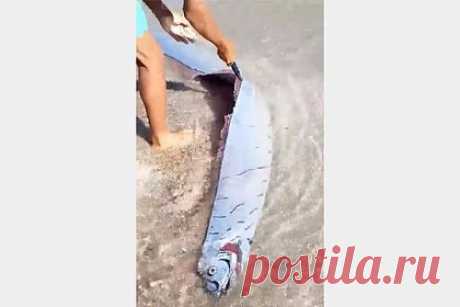 «Предвещающую землетрясения» огромную редкую рыбу выбросило на пляж. В Доминиканской республике посетители пляжа сняли на видео огромного сельдяного короля, которого выбросило на берег. Редкую рыбу вынесло на пляж Лос-Кокитос в городе Пепильо-Сальседо. На записи видно, что рыбу окружили дети, которые тыкали в нее палками. На мелководье сельдяной король прожил совсем недолго.