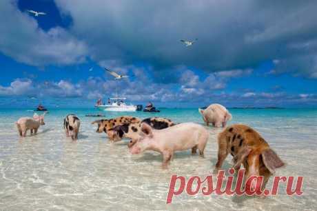 Фотопроект Свиньи на Багамах